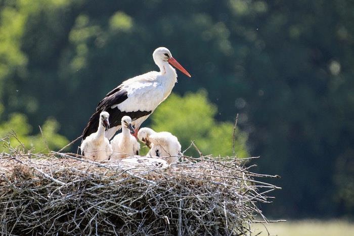 Stork och barn mors dag present, mors dag bild, cool idé hur man firar