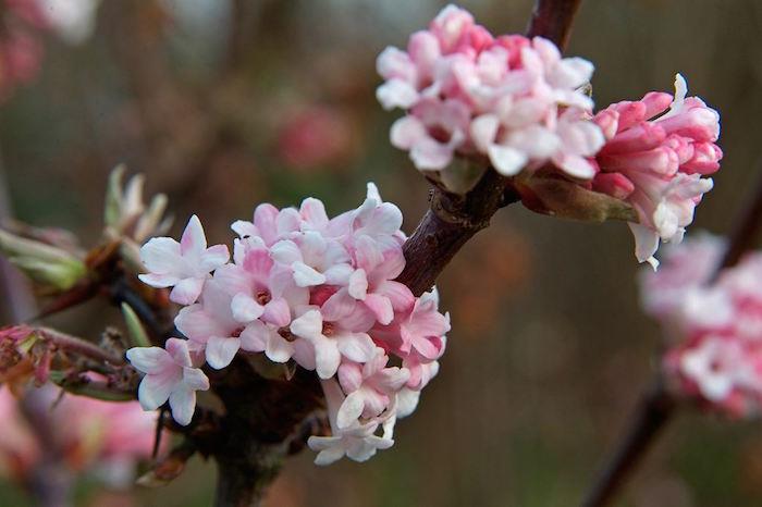 viburnum-x-bodnantense-viburnum-vinter-växt-vinter-blommor