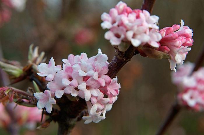 kalina-x-bodnantense-kalina-zimná-rastlina-zimná-kvety