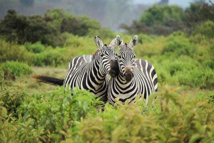 Zebrafotografering savann mors dag present, mors dag bild, cool idé hur man firar