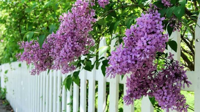 fialové lila kríky, krík na živý plot, priečka na bielo natreté drevo, krík na živý plot