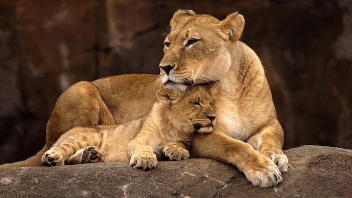 Lev z divokého života a jeho malá fotografia, pošlite obrázok šťastnej mamičky, darčekový poukaz ku dňu matiek