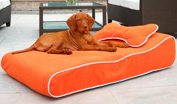 apelsin-kudde-hund-säng