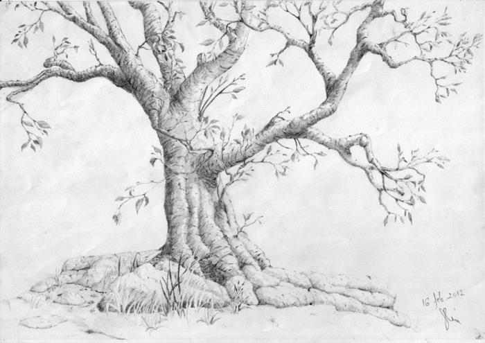 رسومات شجرة شجرة ميتة رسم شجرة بسيطة رسم رسم شجرة بسيطة