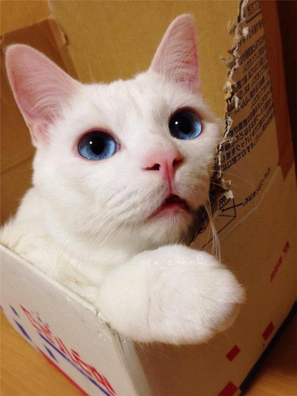 pappkatthus, vit katt med blå ögon som leker i en kartong