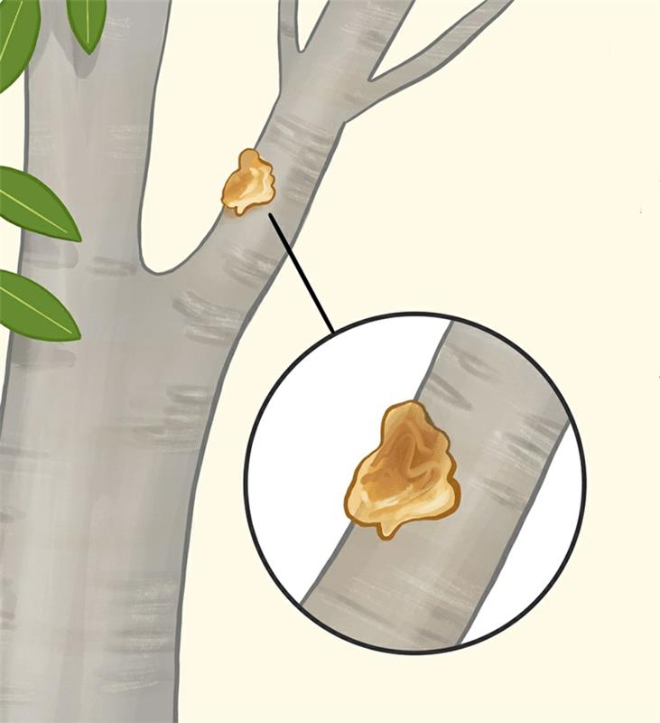 citronsjukdom tandköttssjukdom på grenen av ett citronträd
