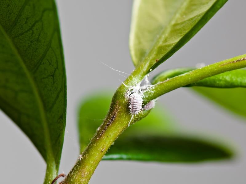 citrónová choroba mealybug na liste