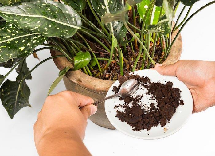 kaffesumpar planterar en blomkruka och två händer som häller grunder från en porslinsplatta