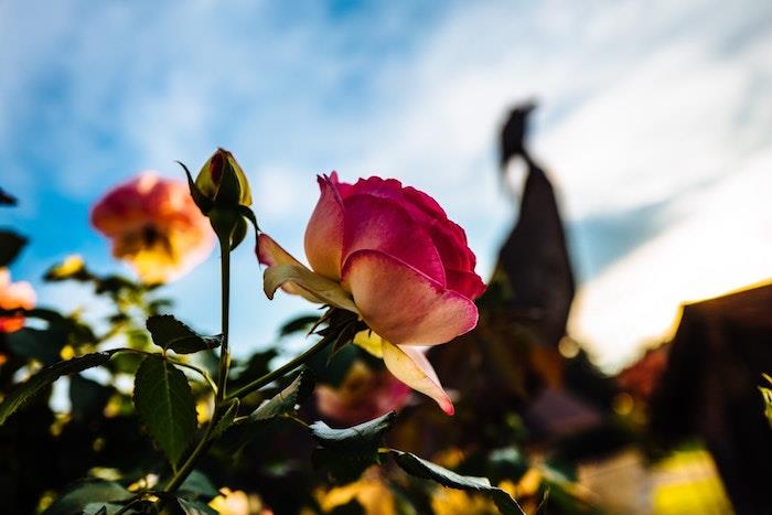 Fotografovanie kvetov, poľná ruža, nápad ku dňu matiek, pohľadnica ku dňu matiek, jarný obraz