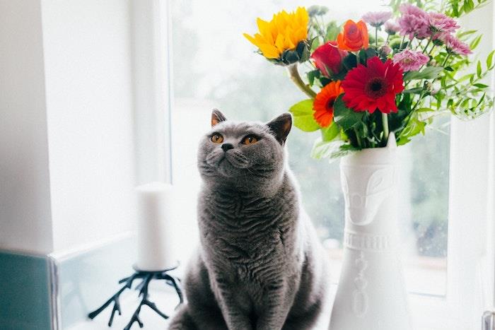 Mačka pred vázou s jarnými kvetmi, darček ku dňu matiek, šťastný deň matiek, krásna fotka na tapetu