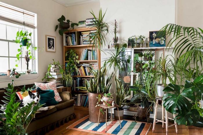 čo bytová rastlina, niekoľko kvetináčov v obývačke s drevenou knižnicou, hnedá sedačka, drevená podlaha, biele steny