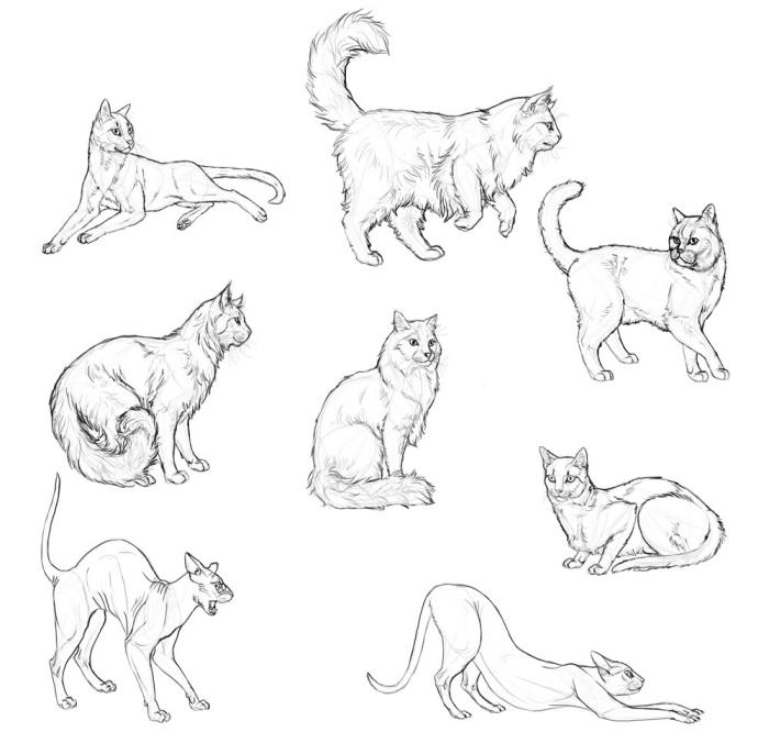 exempel på kattritning med blyerts, idéer om hur man ritar ett husdjur eller vilda djur