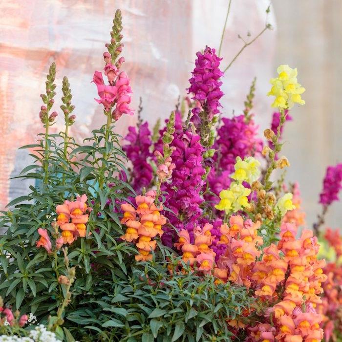 kvetiny snapdragon-kvitnúce-antirrhinum-zimné-rastliny