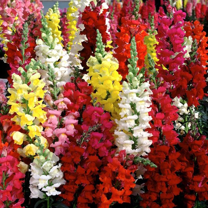 snapdragons-antirrhinum-färger-vinter-blommor