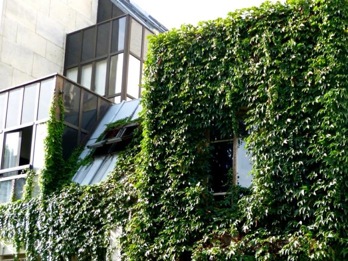 vonkajšia zelená stena, administratívna budova s ​​časťou budovy pokrytou zelenými plazivými rastlinami, okno, ktoré je možné vidieť medzi zeleňou