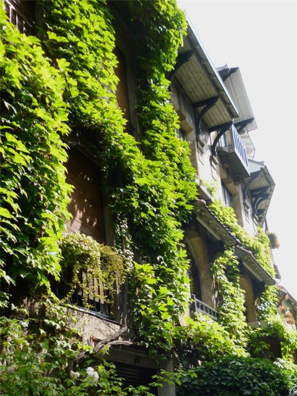 exteriérová zelená stena, vertikálna záhrada, okná obklopené plazivými zelenými rastlinami, budova v starom štýle, čiernobiela strecha