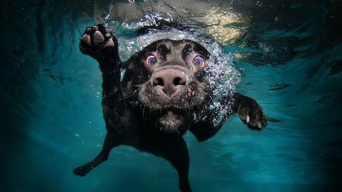 البومة خلفية جميلة الفكاهة خلفية خلفية مضحك الكلب السباحة