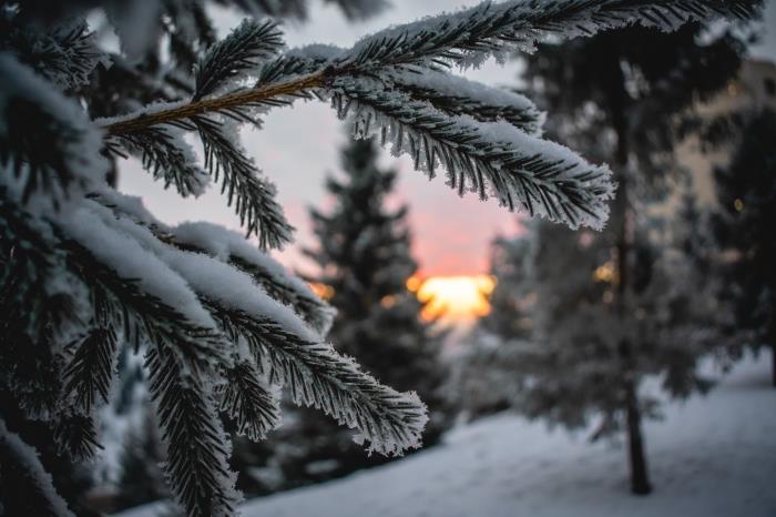 god julbild, exempel på hur man tar vackra bilder av naturen på vintern vid solnedgången, snöig bergsfotografering med granar och sol