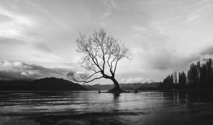 de vackraste fria svartvita landskapsbilderna, ett ensamt träd som reser sig mitt i en sjö och snötäckta bergstoppar i bakgrunden