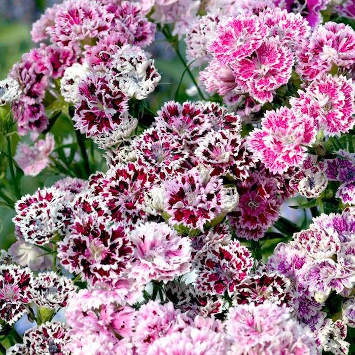 nejlikor-dianthus-barbatus-blommor-vinter