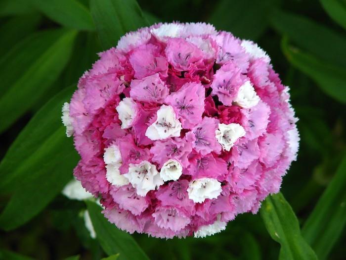 klinčeky-zimné-kvety-jesenné-dianthus-barbatus