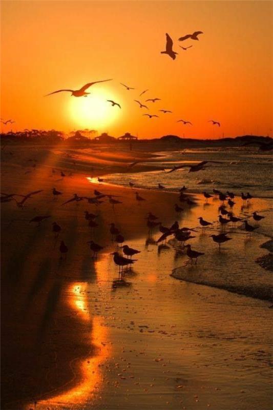 fotografia vtákov na západe slnka