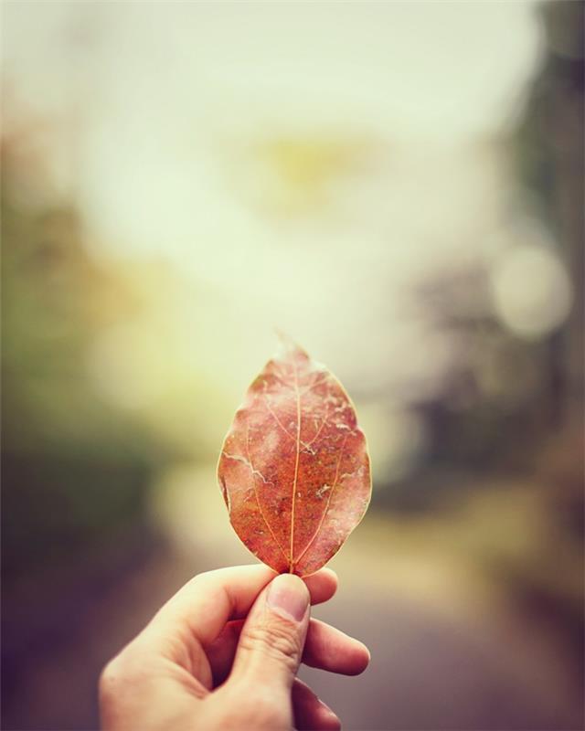fallna löv, hand som håller ett blad, suddig bakgrund, sommar iphone tapet