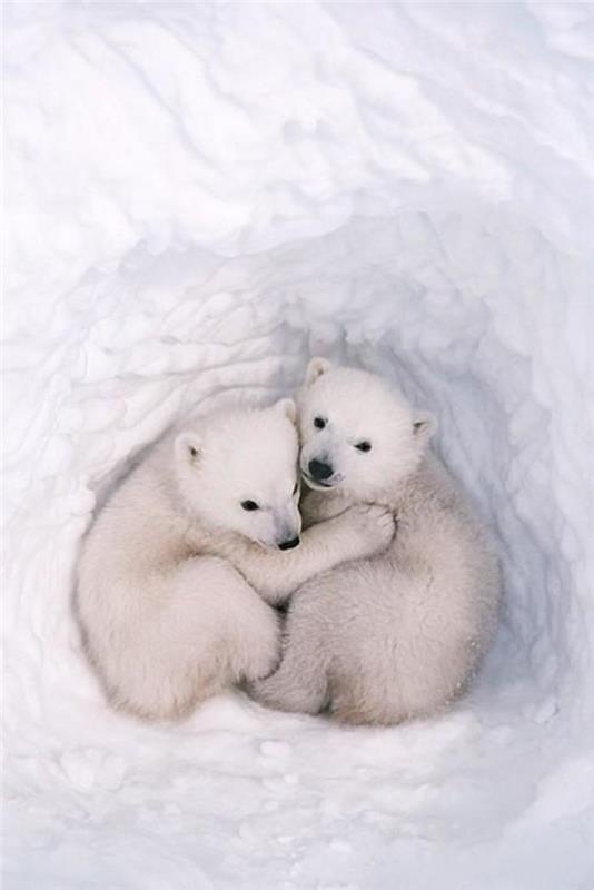 polárny medveď-objatie priateľstva medzi dvoma malými malými medvedicami
