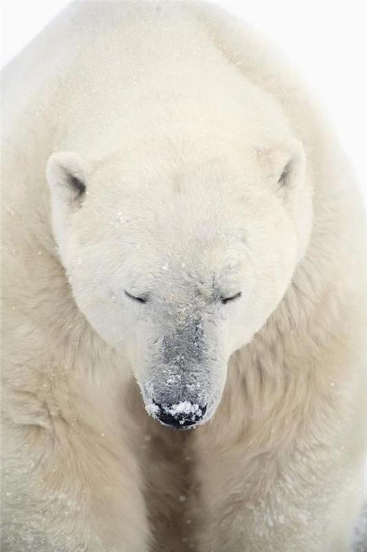 obr-mäsožravý-polárny medveď-arktický medveď