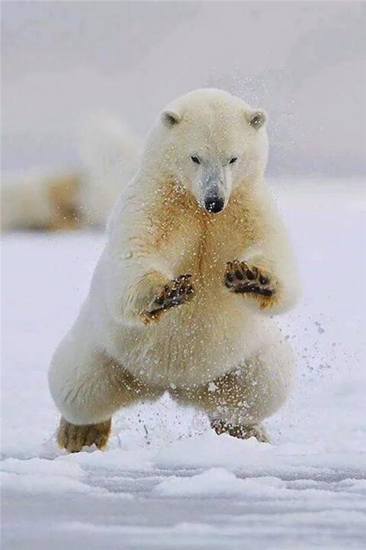 ľadový medveď-perfektný bežec a úžasný plavec