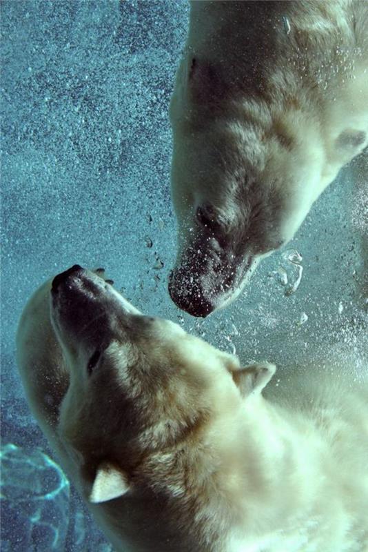 ľadový medveď-dva-ľadové medvede-plávanie-vo vode