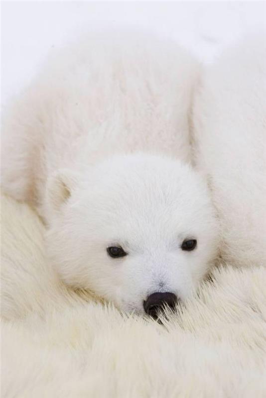 polárny medveď-spiaci-na-kožušine mamičky