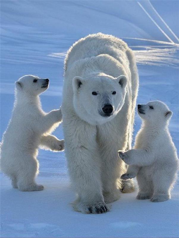 žena-ľadový medveď-s-dvoma-mláďatami
