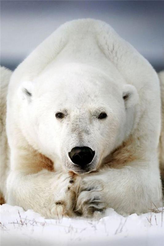 ľadový medveď-grant-ľadový medveď-veľkolepý-druh