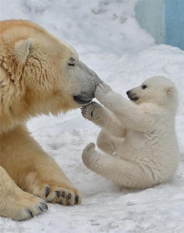 hry s polárnymi medveďmi na snehu