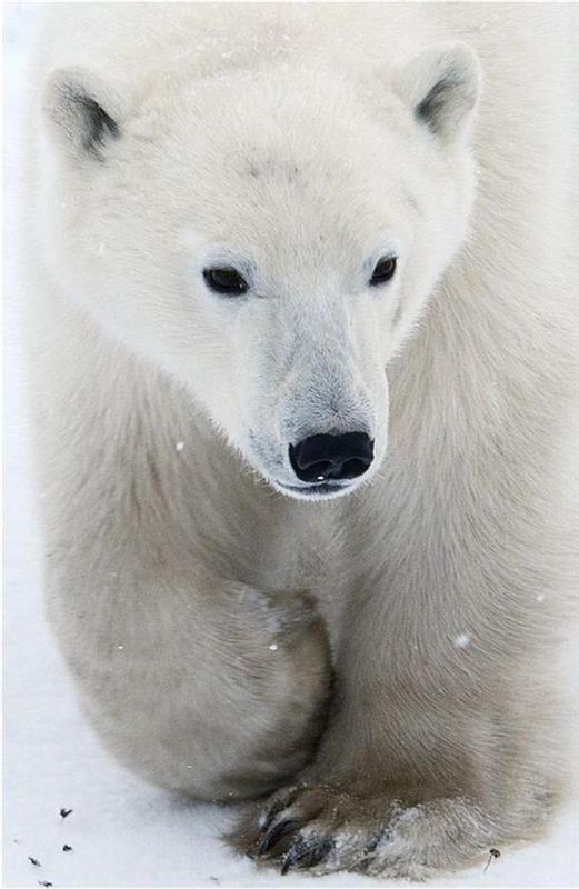ľadový medveď-pekne-krásne-biely-medveď-cicavce