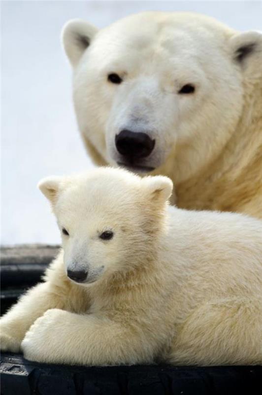 polárny medveď-ui-odpočíva-so svojou matkou