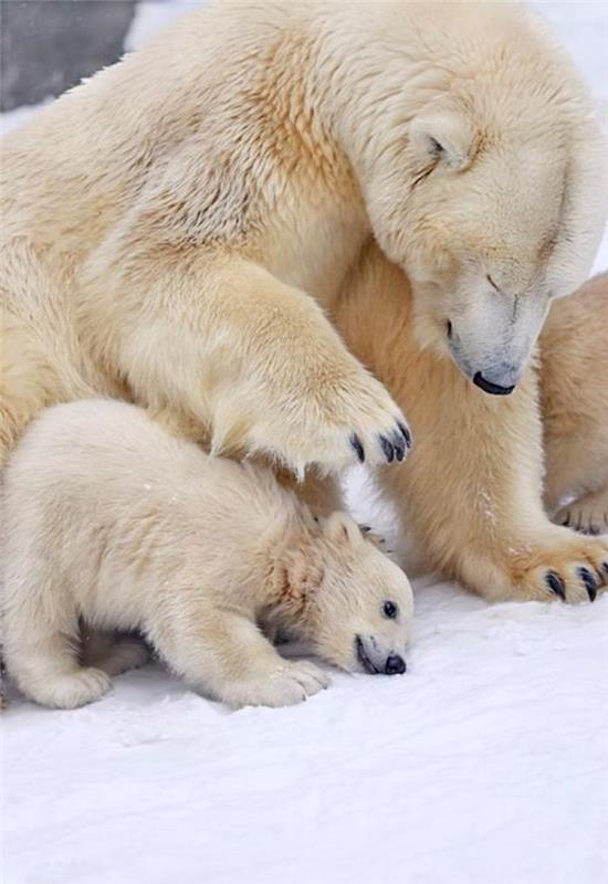 ľadový medveď-detstvo-polárneho medveďa