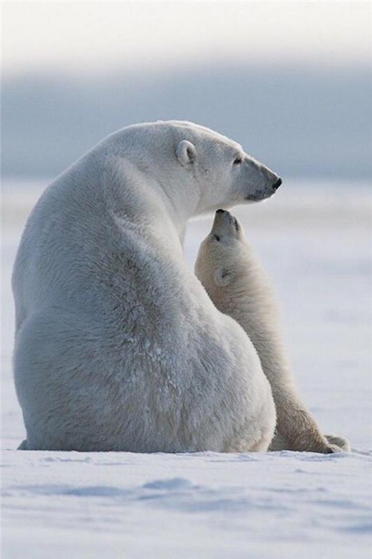 ľadové medvede-polárne medvede-na-ich stanovišti