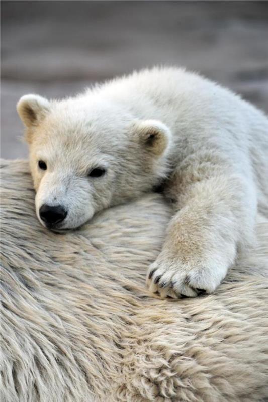 polárny medveď-polárne medvede-mama-a-mláďa