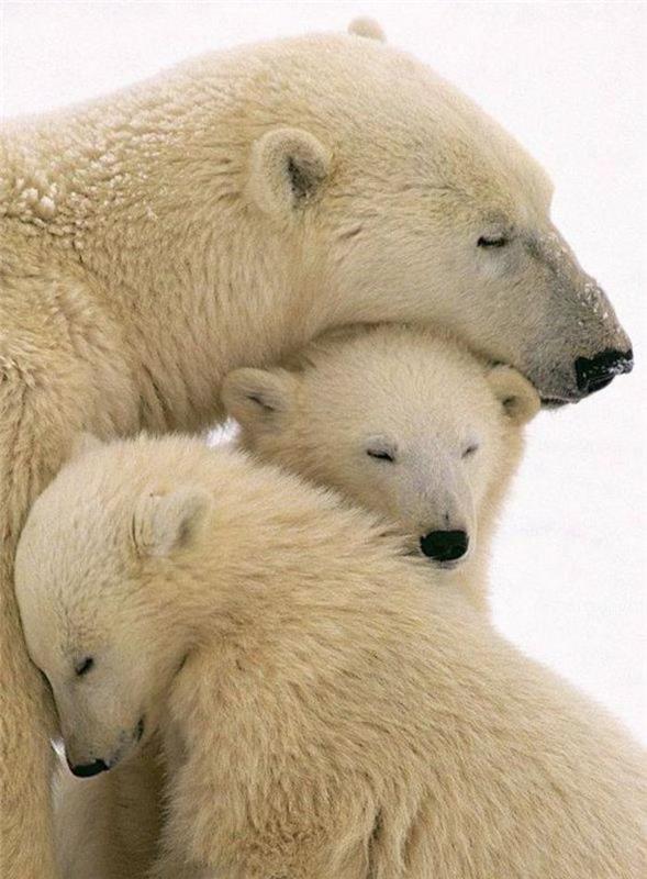 ľadový medveď-mama-s-jej mláďatami
