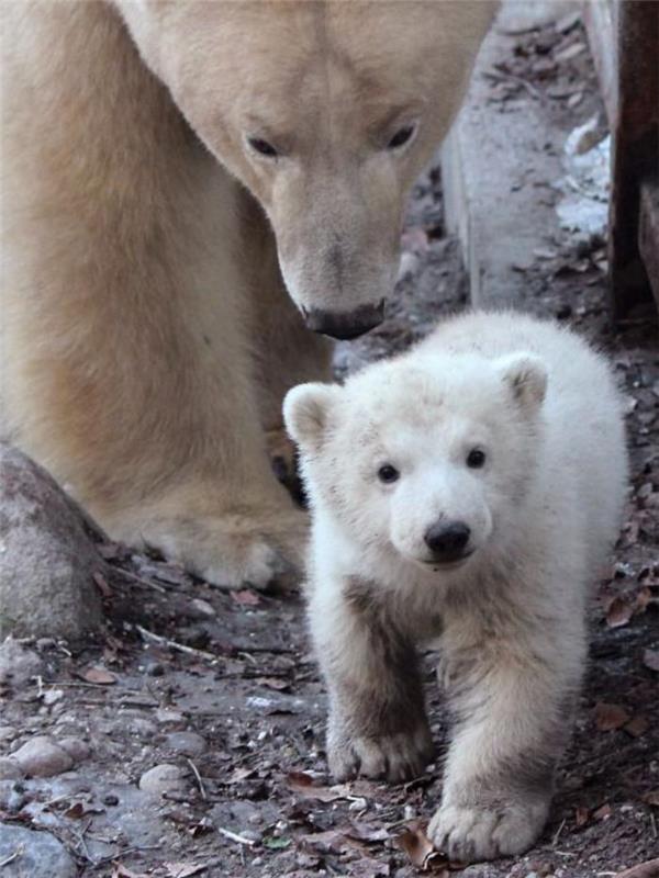 ľadový medveď-mama-a-mláďa