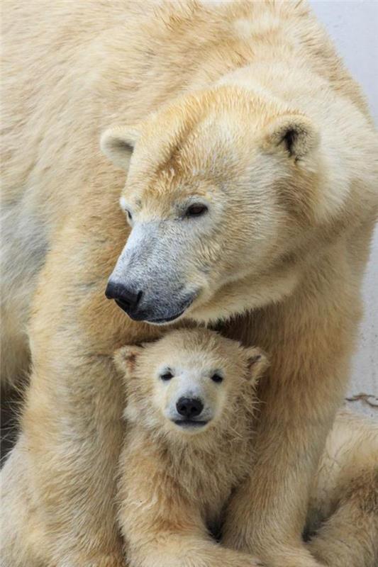 ľadový medveď-milujeme-ľadové medvede