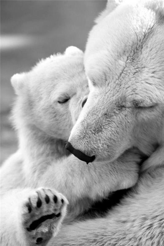 ľadový medveď-milujeme-s-mamou