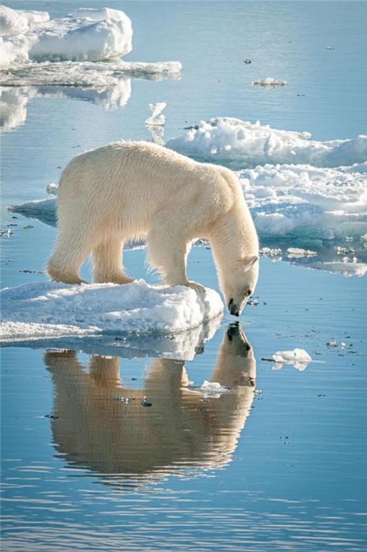 polárny medveď-biely-medveď-pozerá-na-jeho-odraz