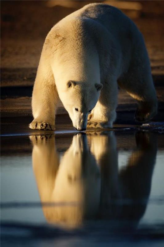 ľadový medveď-biely-medveď-pitná voda