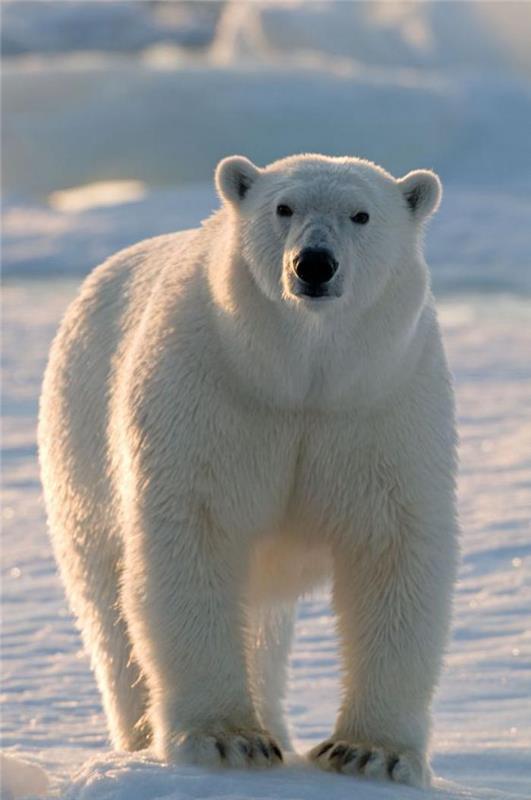 polárny medveď na ľade