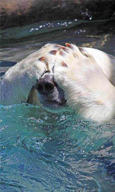 ľadový medveď-medveď-foto-ľadový medveď-plávanie