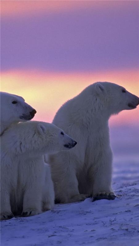 ľadový medveď-polárne medvede-pri-západe-slnka