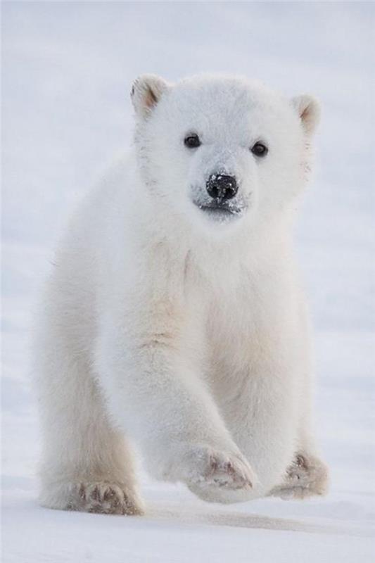 polárny medveď-arktické mláďa